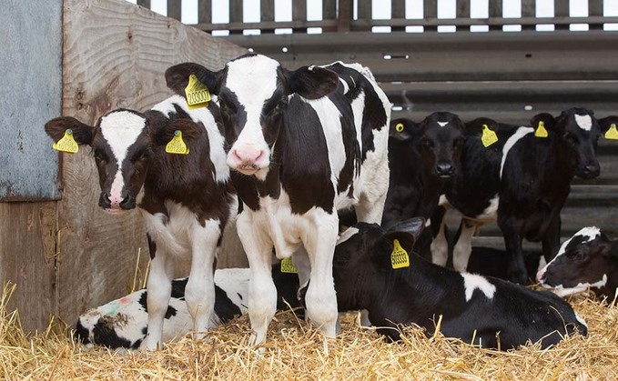 DAIRY SPECIAL: Report looks at views on calf rearing standards