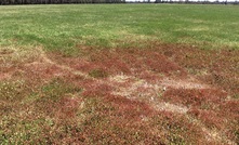 Sub-clover red leaf syndrome may be a problem for pastures in south-west WA.