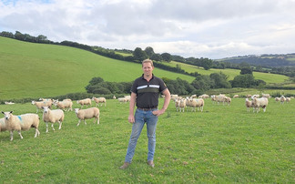 "A ewe that can look after herself": How one Devon farm is future-proofing through Aberfield genetics