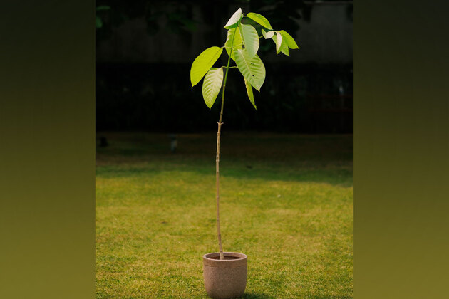 UK: King Charles sends Kadamb tree as present to PM Modi on birthday