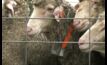  Sheep fitted with Ceres Tag, a new technology to prevent livestock theft. 