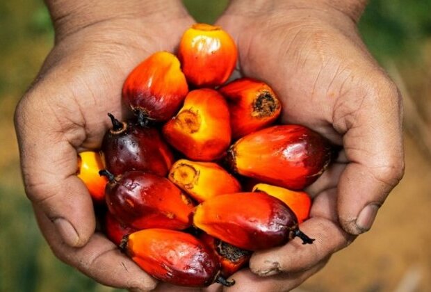 Govt continuously making efforts to raise area production of palm oil: Tripura horticulture official