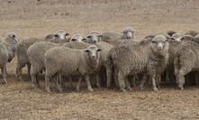 Strong lamb prices and export demand for Australian sheep producers