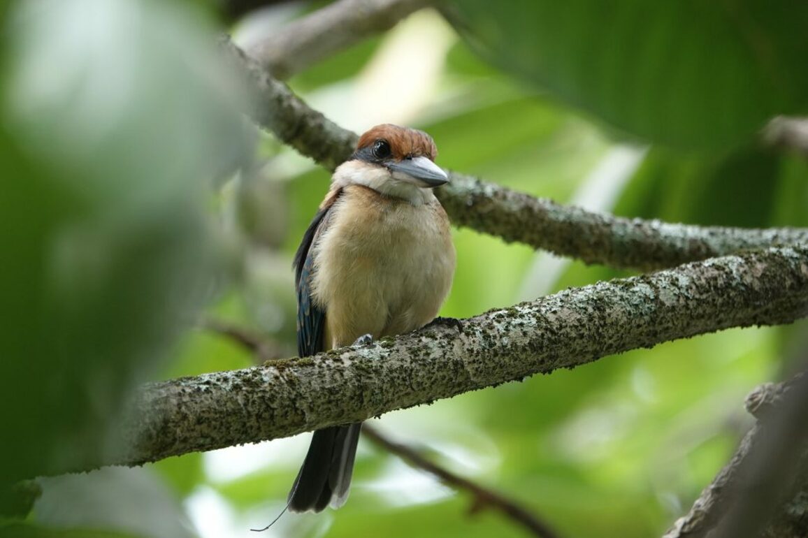 Bird species lost from the wild for almost 40 years laid first eggs on new island home