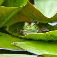 Hot frogs and sizzling salamanders: climate change is pushing amphibians to their limits