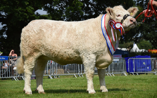 Charolais claim beef inter-breed at Burwarton show