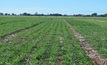  Victorian scientists have helped map the wheat genome for the first time. Picture Mark Saunders