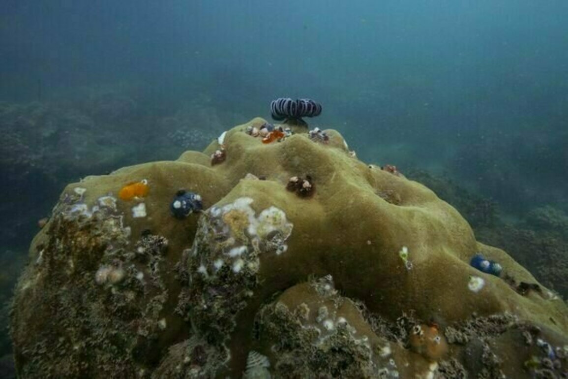 To protect coral reefs, we must also protect the people who depend on them