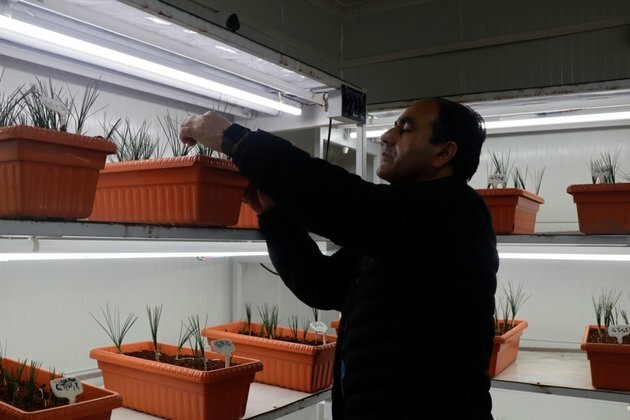 Climate Change Drives Kashmir Spice Farmers Indoors