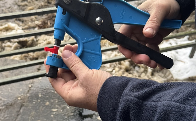 A small sample is taken from the animal's ear