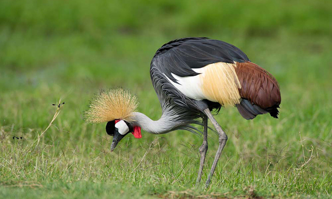 Crested Crane on way to extinction Crested Crane on way to extinction