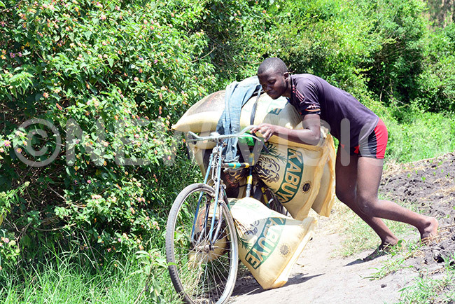  man pushing a bicycle with sacks of sugar from wanda into ganda using small paths