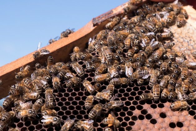 Australia Fights Honeybee Mite Infestation