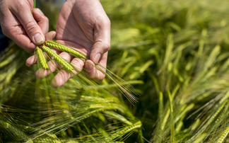 What to consider when selecting a crop variety