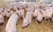 Pork producers picking up productivity on production changes