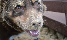 Waskily wabbit hunter digs deep