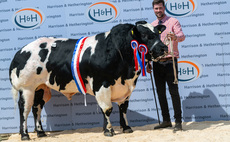 British Blue bulls top at 25,000gns at Carlisle