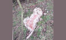 Sheep beheaded and skinned in Lincolnshire for 'illegal meat trade'