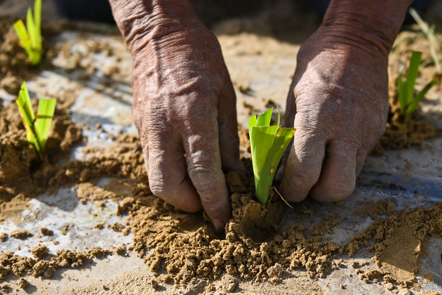 (EcoChina) CHINA-XINJIANG-TAKLIMAKAN DESERT-GREEN BELT-DEVELOPMENT (CN)