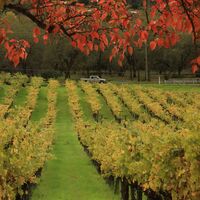 U.S.-CALIFORNIA-NAPA VALLEY-AUTUMN SCENERY