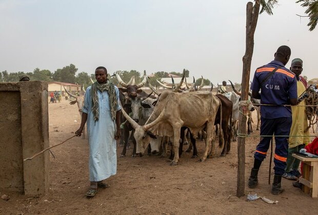 Cameroon Separatists Turning to Cattle Rustling, Ranchers Say