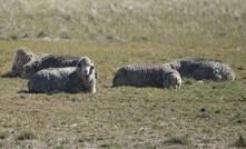 New research has found rotationally grazing stock can lead to better soil carbon levels compared to continuous grazing.