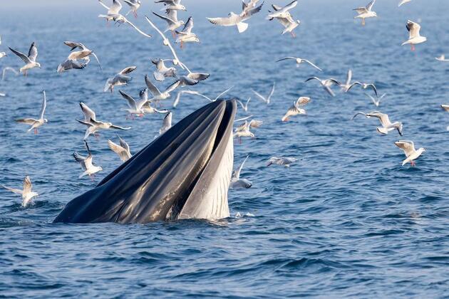 Scientists in south China turn earthquake monitor into low-cost whale listening device with AI