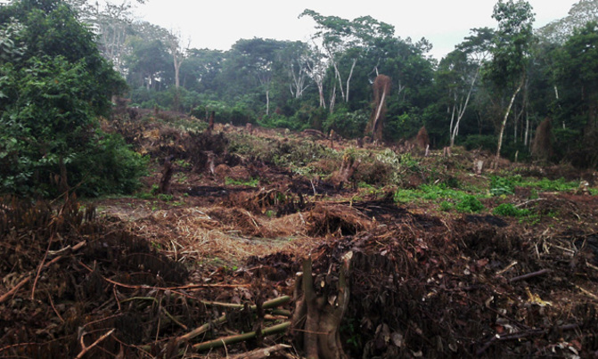 Climate change fight: Countries urged to make forest protection a priority Climate change fight: Countries urged to make forest protection a priority