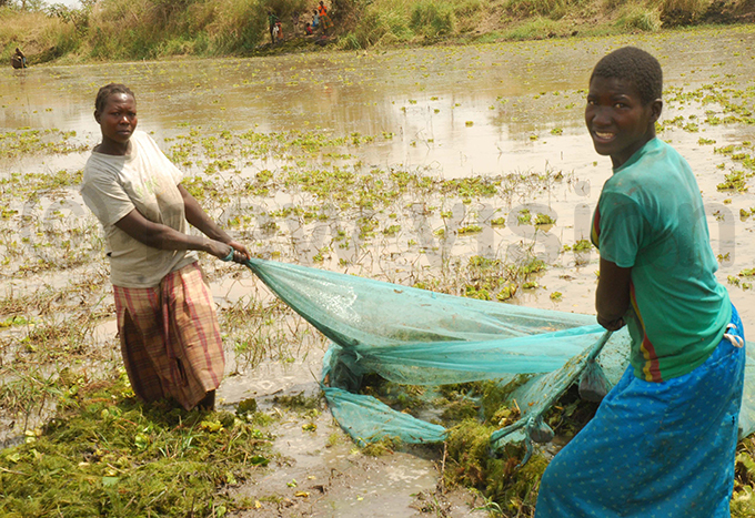 omen using mosquito nets provided by government and donors free of charge to catch fish