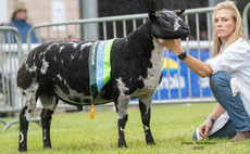Royal Welsh Show: Local breeder takes the top spot