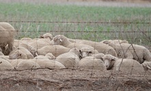  WA Wheatbelt towns could lose millions if the live sheep export ban goes ahead. Picture Mark Saunders.