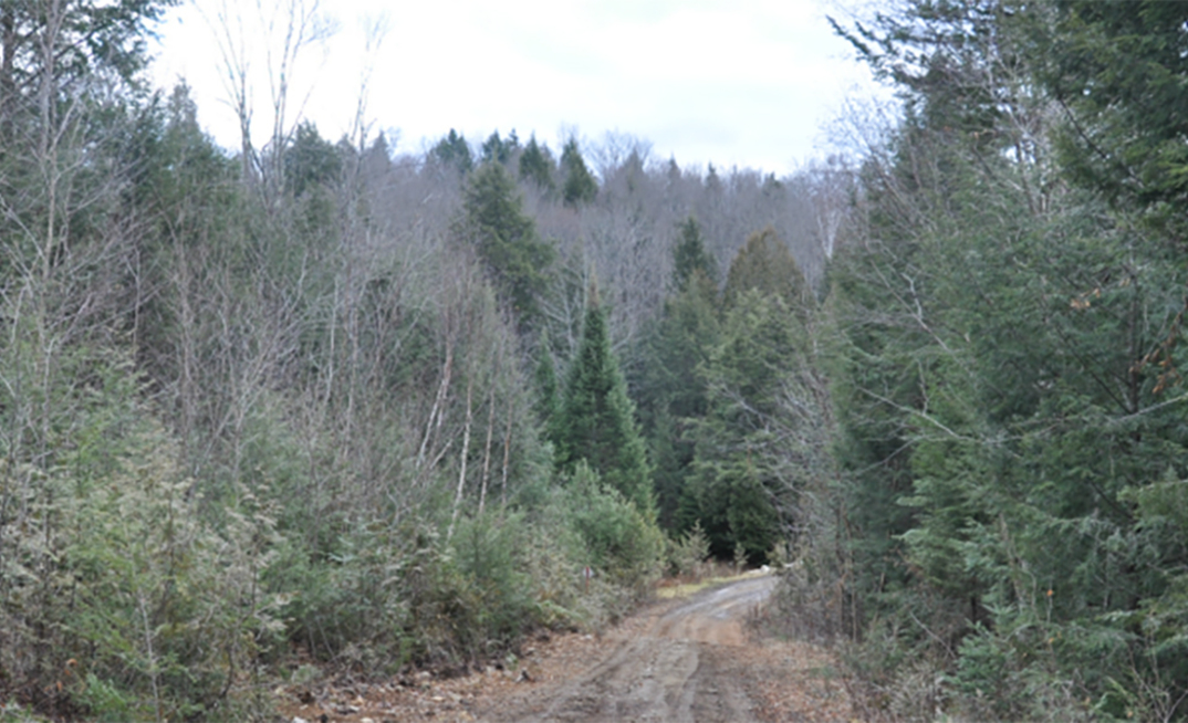 The future economy is looking green