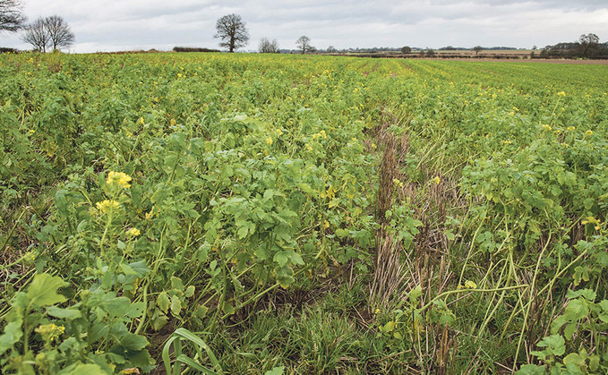 Cover crop strategies 'are essential' as negative impact on gross margins is identified