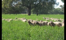  Trade lamb yardings and slaughter volumes are up on last years numbers.