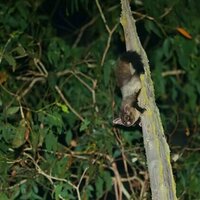 Drones with thermal cameras are revealing the secrets of elusive Australian forest wildlife
