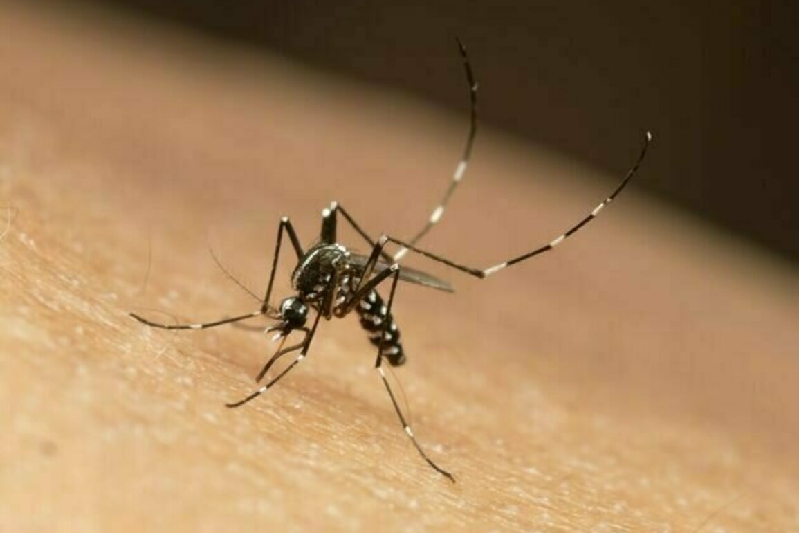 Gejala chikungunya sulit dikenali: Seberapa siap sistem kesehatan kita?
