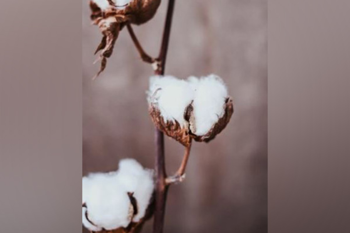 US poised to gain most from India's raw cotton import duty waiver: GTRI