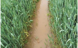 Benefits of sensor technologies for water management on-farm