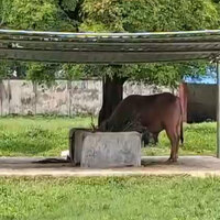 Visitors flock to Dhaka Zoo to see Bangladesh's viral sensation 'Trump' buffalo