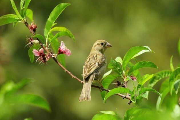 Bright city lights cause smaller eyes in certain birds: Study