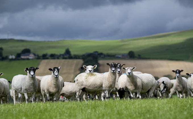 A healthy-looking animal could be carrying disease so it is worth checking to see if vendors have followed the same strict biosecurity and testing protocols as those from official health schemes.