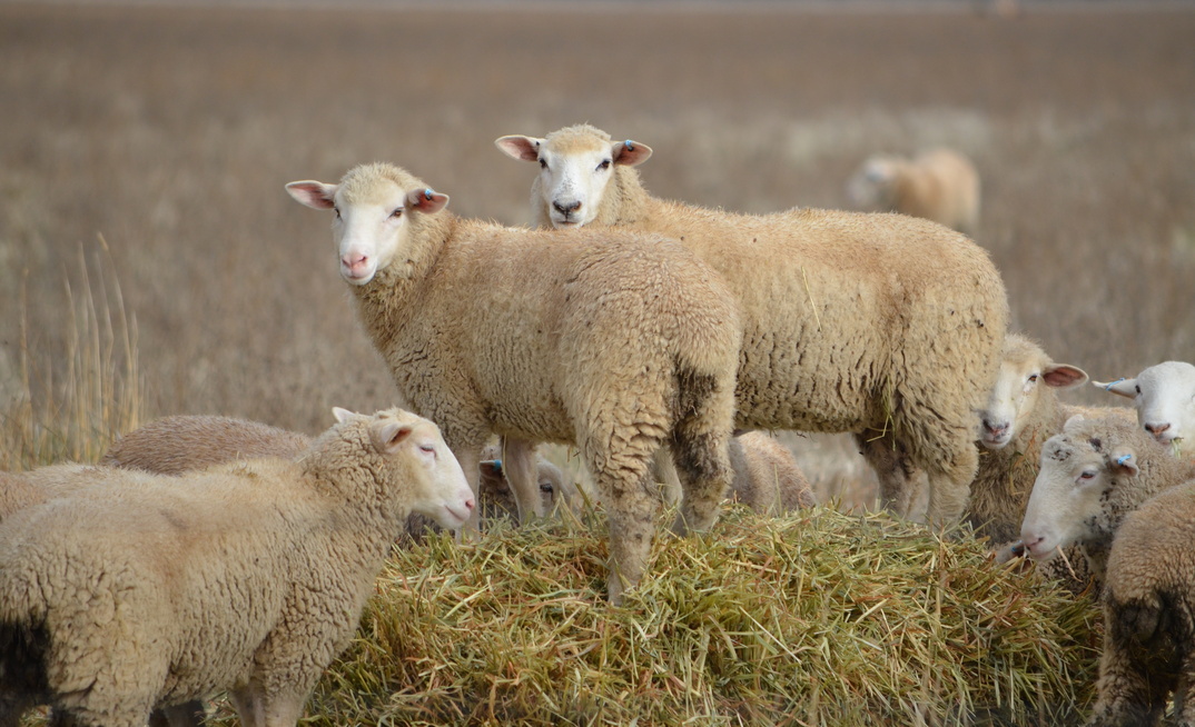 A new report has shed some light on whether it’s worth switching out of wool sheep.