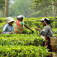 Paused tariffs offer no relief to US tea importers hit by steep costs