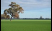 The GRDC has partnered with CSIRO to research crown rot resistance. 