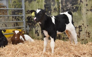 Protocols key to good heifer rearing on Ceredigion farm