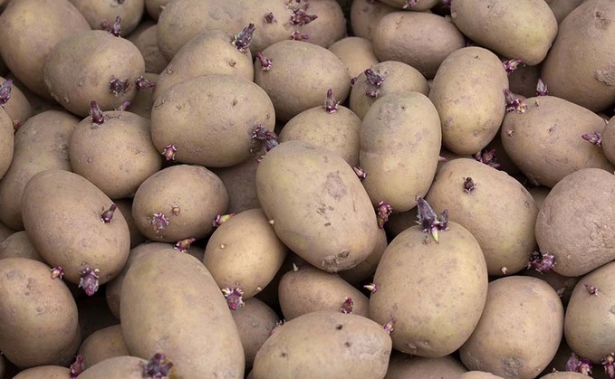 Uncertainty over seed potato trade with Russia