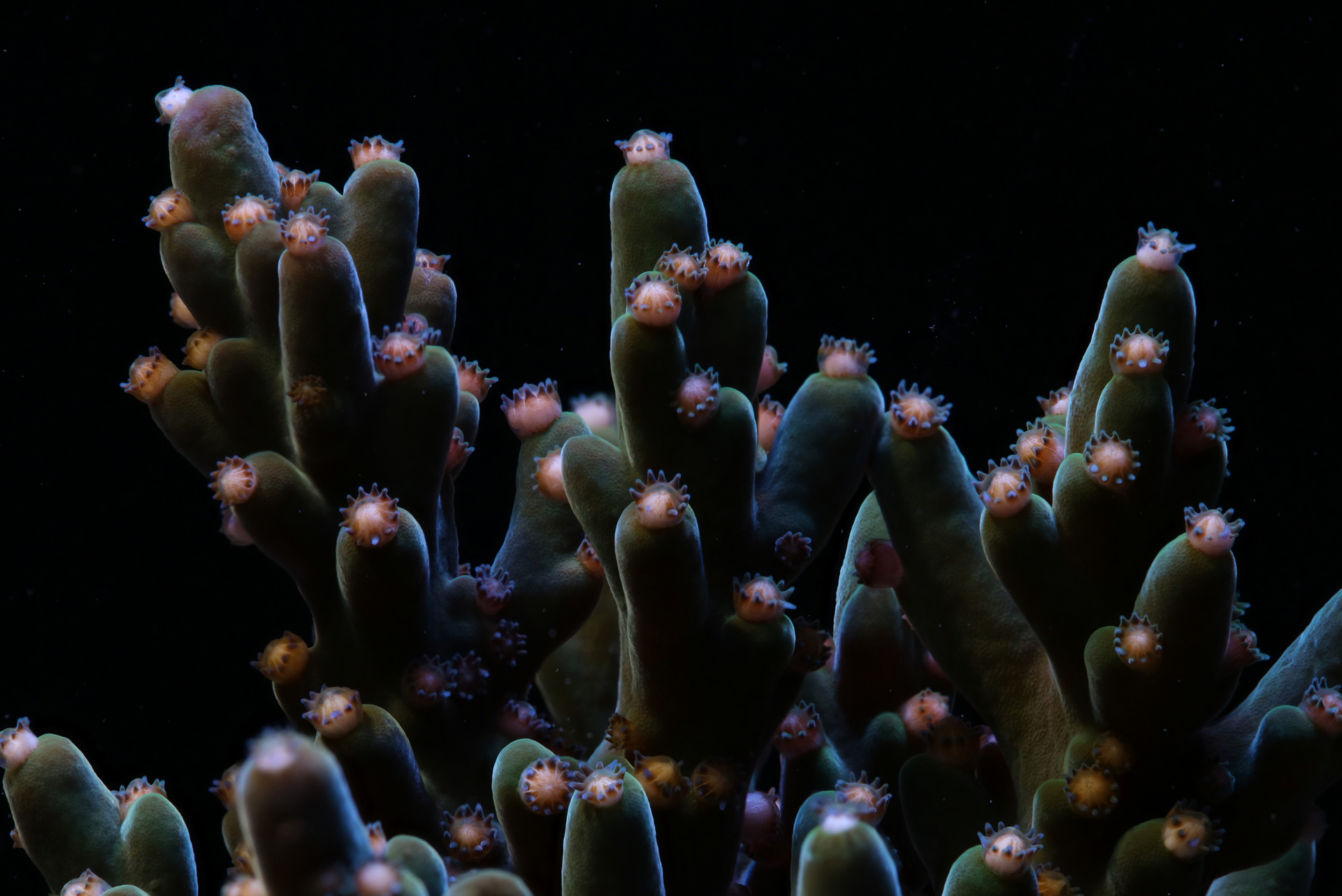 How photography is helping researchers crack the 'code' to climate resilient coral