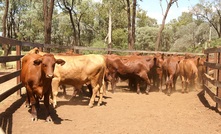 Good results from DEXA cattle trials