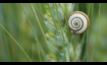  Autumn is a good time to tackle snails which can damage crops. Image courtesy GRDC.