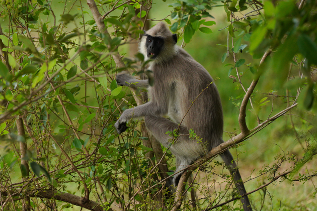 SRI LANKA-MINNERIYA-ANIMAL